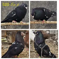 چند کبوتر کنگان