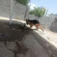 سگ ژرمن|سگ|سی‌سخت, |دیوار
