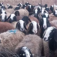 گوسفندان اصیل ازنژاد شال قزوین|حیوانات مزرعه|شیراز, شهرک امام حسن|دیوار