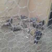 بوقلمون لری