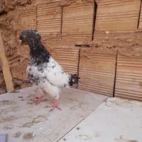 کفتر|پرنده|مشهد, هنرور|دیوار