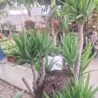 یوکا کلکسیونی