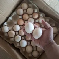 تخم مرغ گلپایگان ، دورگه و غیره