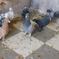 کفتر گرفتنی|پرنده|شیراز, تل حسین‌آباد|دیوار