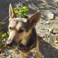 ژرمن باهوش|سگ|سبزوار, توحیدشهر|دیوار