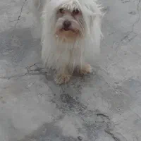 فروش سگ شیتزو تریر