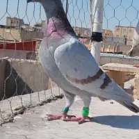 کفتر