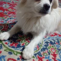 سگ پامر اشپیتز|سگ|کرمان, |دیوار