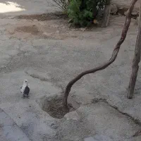 کفتر|پرنده|قوچان, |دیوار