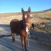 کره نریان کرد|اسب و تجهیزات اسب‌سواری|بیرانوند, |دیوار