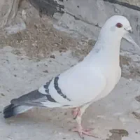 فروش‌کبوتر ماده‌شامی