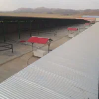 گاوداری صنعتی و زمین کشاورزی|فروش دفتر صنعتی، کشاورزی، تجاری|شیروان (لرستان), |دیوار