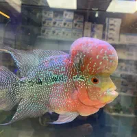 فلاور هورون ۲۰الی۲۵سانت