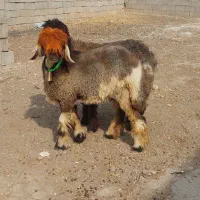 هفت راس میش گلچین بختیاری