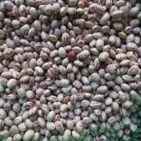 لوبیا چیتی درجه یک