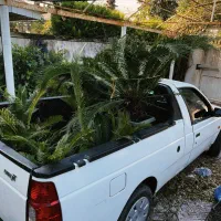 باربری وانت