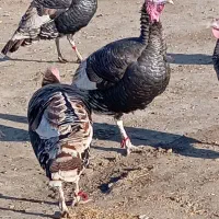 بوقلمون نر|حیوانات مزرعه|گنبد کاووس, |دیوار