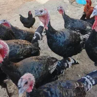 بوقلمون|حیوانات مزرعه|نیشابور, دربقاضی|دیوار