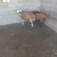 توقلی ماده زیر قوچی