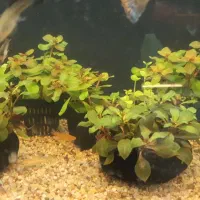 مولی گوپی پلاتی سوارتیل آنجل|ماهی|مشهد, فرهنگیان (شهرک غرب)|دیوار