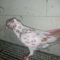 کفتر گرفتنی دونه 250