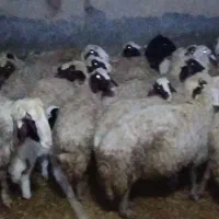 گوسفند سنجابی|حیوانات مزرعه|ماهیدشت, |دیوار