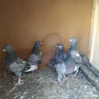 کبوتر|پرنده|تبریز, |دیوار