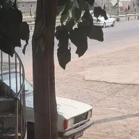 یک درخت پالونیا