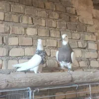 کفتر طوقی|پرنده|حمیدیا, |دیوار