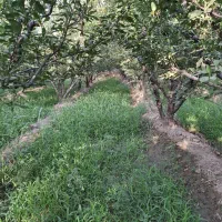 مسافرت وگردش