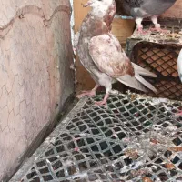 کبوتر|پرنده|سیجوال, |دیوار