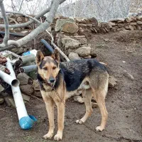 سگ گرگی|سگ|گرمی, |دیوار