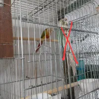 گرینچیک نر به همراه جوجه