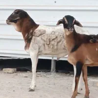 بره نروماده دوقلو|حیوانات مزرعه|بندرعباس, |دیوار