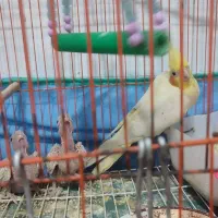 طوطی عروس|پرنده|رشت, جماران|دیوار