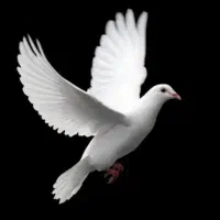 استخدام پاک شدگان از دام مخدر