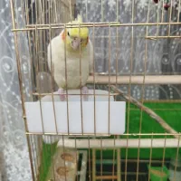 عروس هلندی ماده و سر حال|پرنده|زنجان, |دیوار