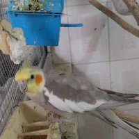 عروس هلندی نر|پرنده|خاش, |دیوار