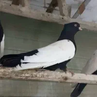 سینه سیاه و کله سیاه