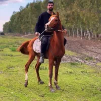 اسب نریان عرب تک خون