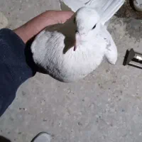 دمگیر|پرنده|اصفهان, دارک|دیوار