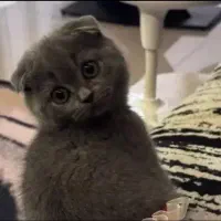 توله اسکاتیش فولد بلو به همراه لوازم