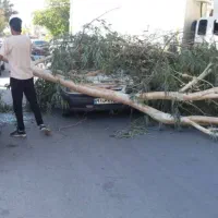 پراد۹۵تمامرنگبخاطرسقوطدرختسمترانندهرنگندا|خودرو سواری و وانت|جیرفت, |دیوار