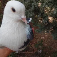 شازده دو کت خوشگل