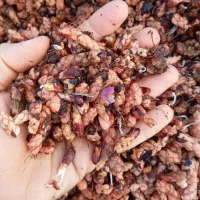 فروش پیازچه گیاه اگزالیس