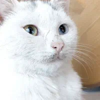 گربه آنگورا ترکیبی چشم رنگی|گربه|شیراز, تندگویان|دیوار
