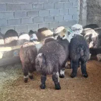 گوسفند زنده