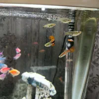 ماهی|ماهی|نظرآباد, مسکن مهر نظرآباد|دیوار