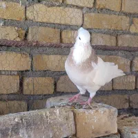 کبوترطوقی