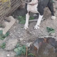 سگ پیتبول|سگ|اصفهان, باغ فردوس|دیوار